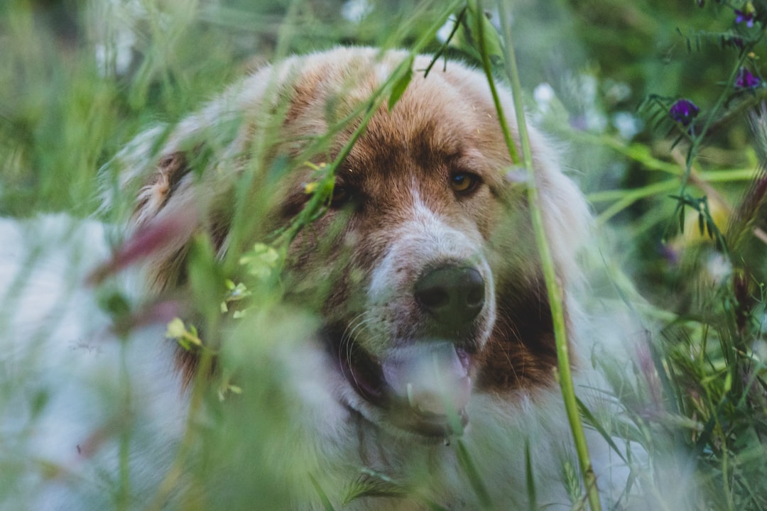 a close up of a dog in a field of grass