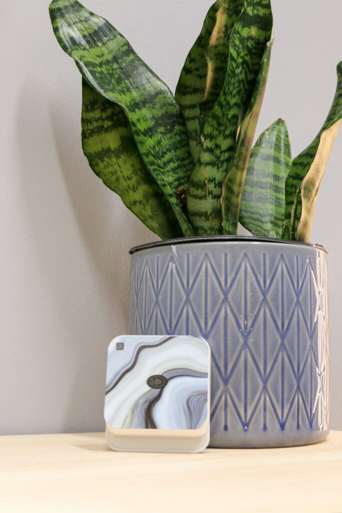 a potted plant sitting on top of a wooden table