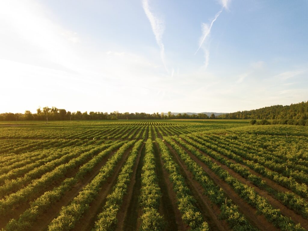 rows of green crops in field at sunset
